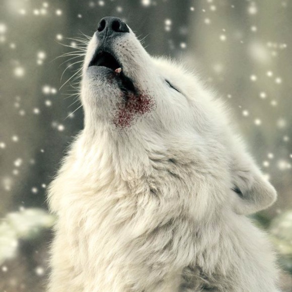 ladywhitewolf15